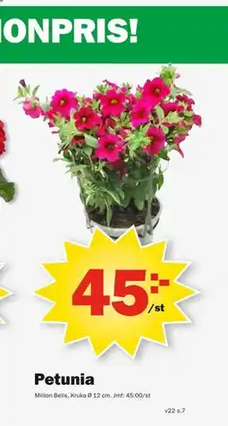 Pekås Petunia erbjuda