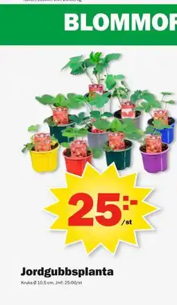 Pekås Jordgubbsplanta erbjuda
