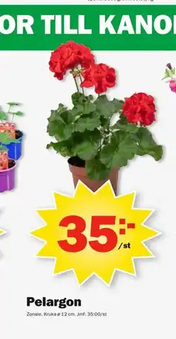 Pekås Pelargon erbjuda