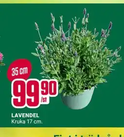 ÖoB LAVENDEL erbjuda