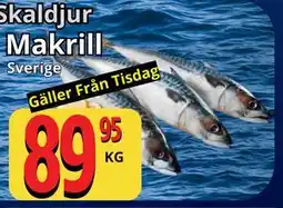 Supergrossen Makrill erbjuda