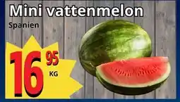 Supergrossen Mini vattenmelon erbjuda