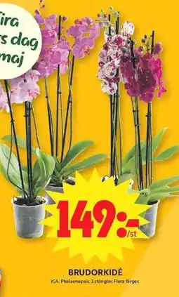 ICA Maxi Brudorkidé erbjuda