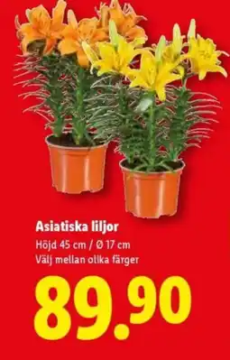 Lidl Asiatiska liljor erbjuda