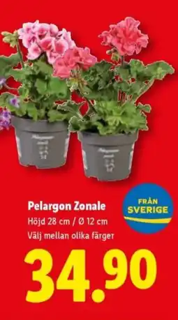 Lidl Pelargon Zonale erbjuda