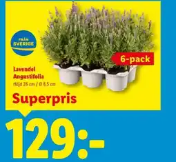 Lidl Lavendel Angustifolia erbjuda