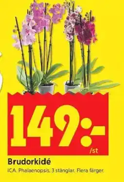 ICA Kvantum Brudorkidé erbjuda