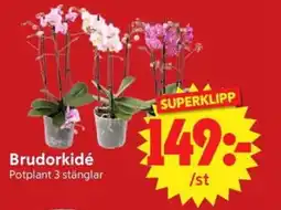 Nya Pulsen Brudorkidé erbjuda