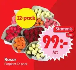 Nya Pulsen Rosor erbjuda