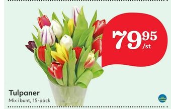 Hemköp Tulpaner erbjuda