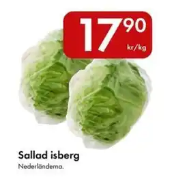 Snabbgross Sallad isberg erbjuda