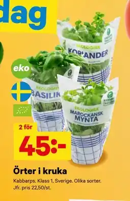 City Gross Örter i kruka erbjuda