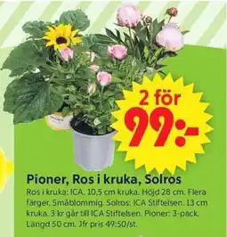 ICA Supermarket Pioner, ros i kruka, solros erbjuda