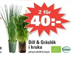 Nära dej Dill & Gräslök i kruka erbjuda