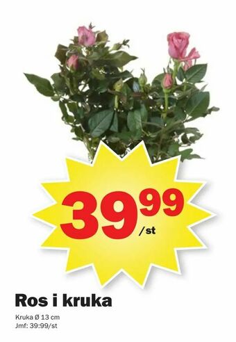 Pekås Ros i kruka erbjuda