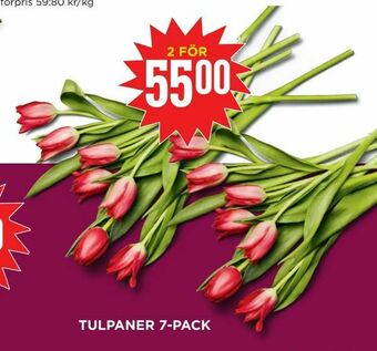 Willys Hemma Tulpaner 7-pack erbjuda