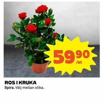 Ros i kruka