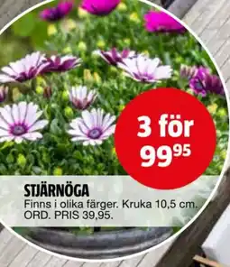 Bauhaus Stjärnöga erbjuda