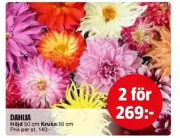 Bauhaus Dahlia erbjuda