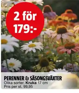 Bauhaus Perenner & säsongsväxter erbjuda