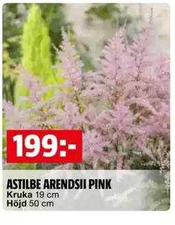 Bauhaus Astilbe arendsii pink erbjuda