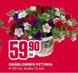 ÖoB SMÅBLOMMIG PETUNIA erbjuda