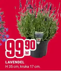 ÖoB LAVENDEL erbjuda