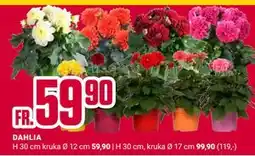 ÖoB DAHLIA erbjuda