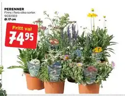 Jem&Fix PERENNER erbjuda