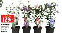 Jem&Fix HIBISKUS erbjuda