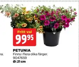 Jem&Fix PETUNIA erbjuda