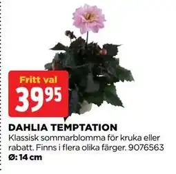 Jem&Fix DAHLIA TEMPTATION erbjuda