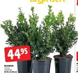 Jem&Fix BUXBOM erbjuda