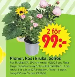 ICA Supermarket Pioner, ros i kruka, solros erbjuda