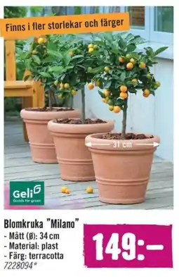 Hornbach Blomkruka "Milano" erbjuda