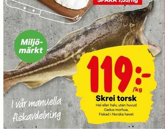Skrei torsk
