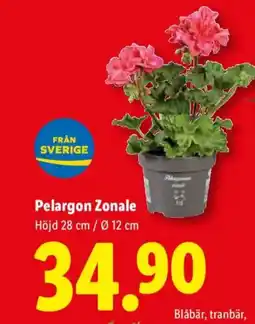 Lidl Pelargon Zonale erbjuda