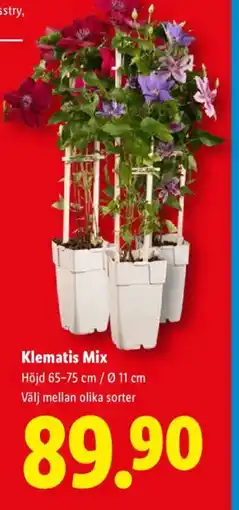Lidl Klematis Mix erbjuda