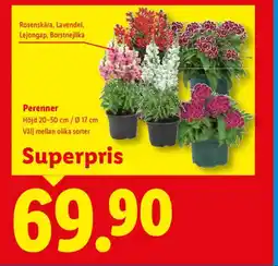 Lidl Perenner erbjuda