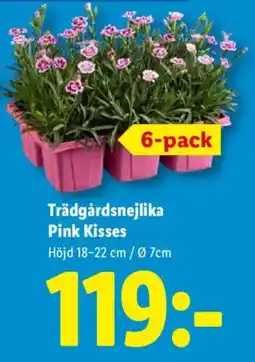 Lidl Trädgårdsnejlika Pink Kisses erbjuda
