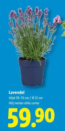Lidl Lavendel erbjuda