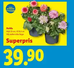 Lidl Dahlia erbjuda