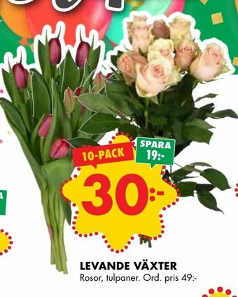 ÖoB Levande växter erbjuda
