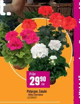 Hornbach Pelargon Zonale erbjuda