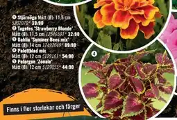 Hornbach Palettblad mix erbjuda
