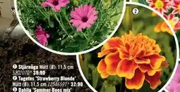 Hornbach Tagetes ’Strawberry Blonde’ erbjuda