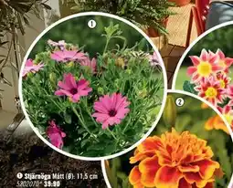 Hornbach Stjärnöga erbjuda