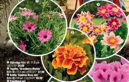 Hornbach Dahlia ’Summer Bees mix’ erbjuda