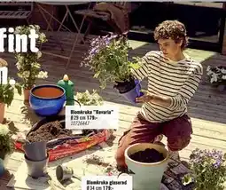 Hornbach Blomkruka ”Bavaria” erbjuda