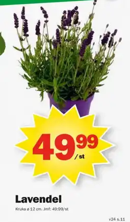 Pekås Lavendel erbjuda